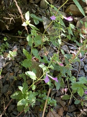 Clinopodium grandiflorum