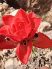 Castilleja nervata