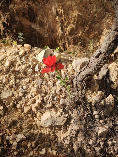 Image of Castilleja nervata by (c) Abraham Sánchez Romero, some rights reserved (CC BY)