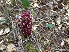 Kopsiopsis strobilacea