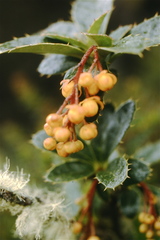 Berberis hallii