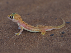 Pachydactylus rangei