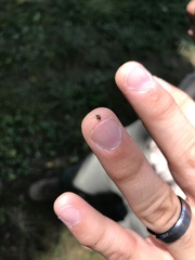 Rhinoncomimus latipes