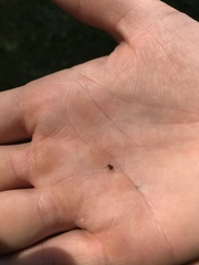 Rhinoncomimus latipes