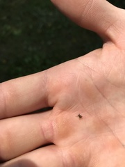 Rhinoncomimus latipes