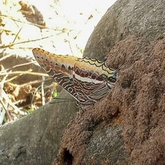 Charaxes epijasius