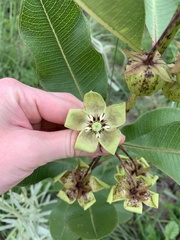 Pachycarpus asperifolius