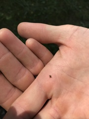 Rhinoncomimus latipes