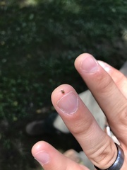 Rhinoncomimus latipes