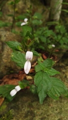 Justiciinae