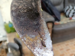 Haemadipsa zeylanica