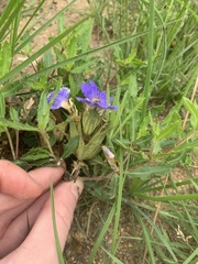 Blepharis subvolubilis