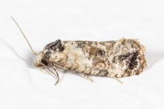 Cochylichroa arthuri