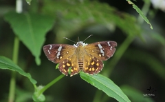 Celaenorrhinus ratna