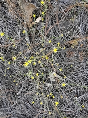 Oxypappus scaber