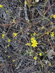 Oxypappus scaber
