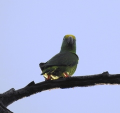 Brotogeris sanctithomae