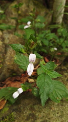 Justiciinae
