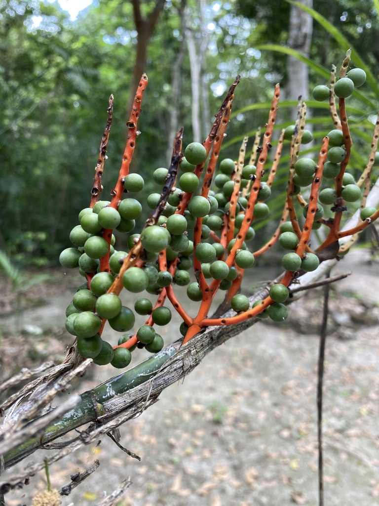 Chamaedorea seifrizii