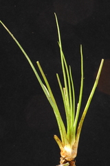 Isoetes occidentalis