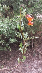 Tecoma fulva garrocha