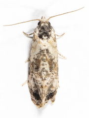 Cochylichroa arthuri