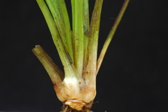 Isoetes occidentalis