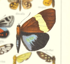 Cossoidea