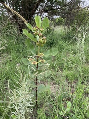 Pachycarpus asperifolius