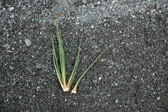 Isoetes occidentalis