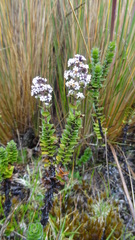 Valeriana microphylla