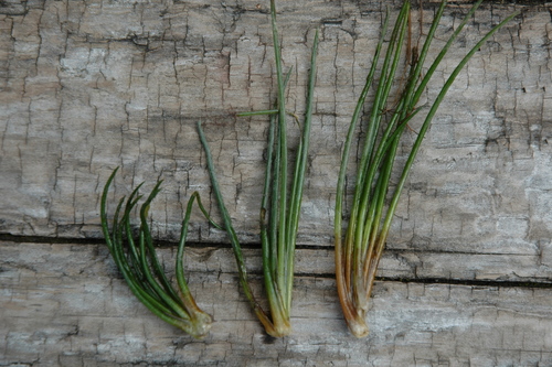 Image of Isoetes occidentalis by (c) Timothy McNitt, some rights reserved (CC BY)