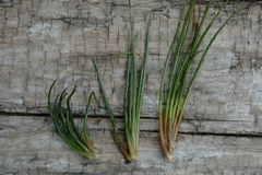 Isoetes occidentalis