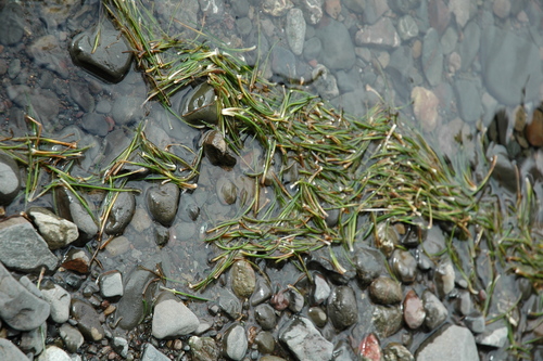 Western quillwort (Isoetes occidentalis)