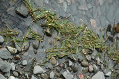 Isoetes occidentalis