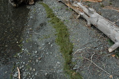 Isoetes occidentalis