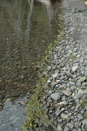 Image of Isoetes occidentalis by (c) Timothy McNitt, some rights reserved (CC BY)