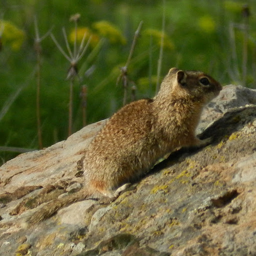 Idaho Ground Squirrel