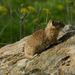 Idaho Ground Squirrel - Photo (c) sohzendeh, some rights reserved (CC BY-NC-SA), uploaded by sohzendeh