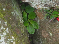 Begonia semperflorens-cultorum