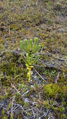 Valeriana microphylla