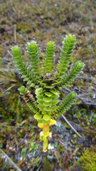 Valeriana microphylla