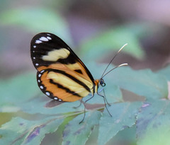 Hypothyris ninonia daeta