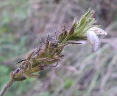 Isoglossa origanoides
