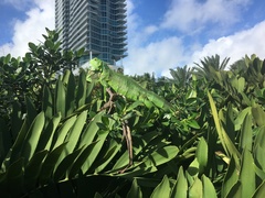 Iguana iguana