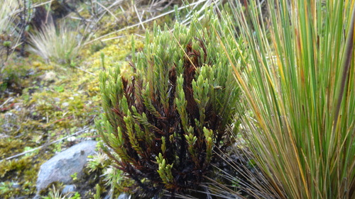Hypericum lancioides (Hypericum lancioides)