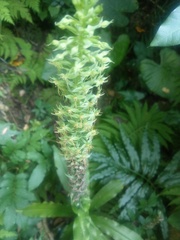 Habenaria stenopetala