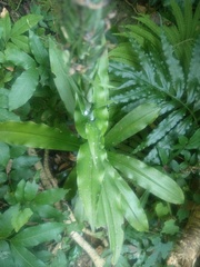 Habenaria stenopetala