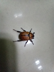 Oryctomorphus maculicollis