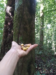 Klarobelia stipitata